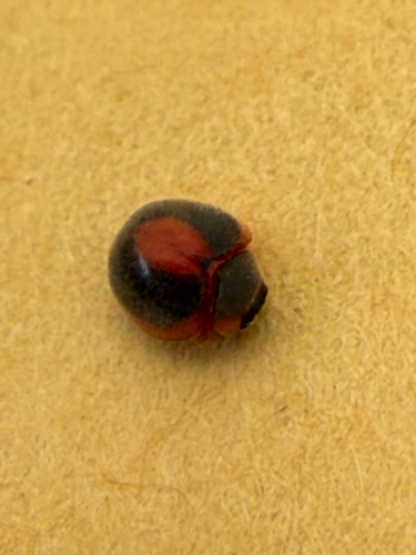 Shadow-backed Anovia