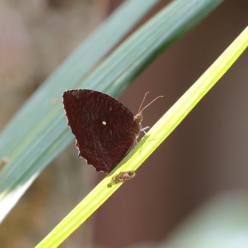Common Palmfly