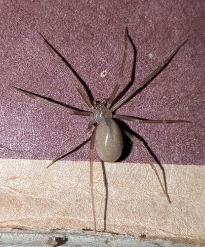 Mediterranean recluse