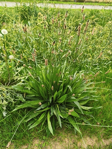 ribwort plantain
