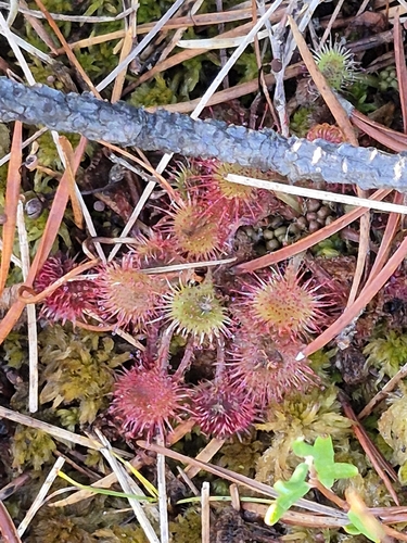 round-leaved sundew