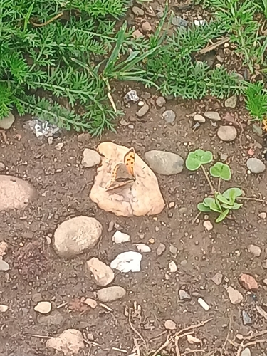 Small Copper