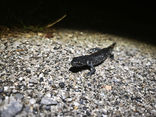 Great Crested Newt