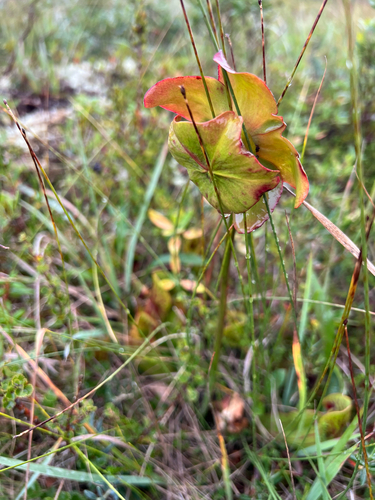purple pitcher plant