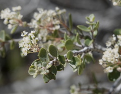 Ceanothus pauciflorus