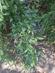 Danae racemosa