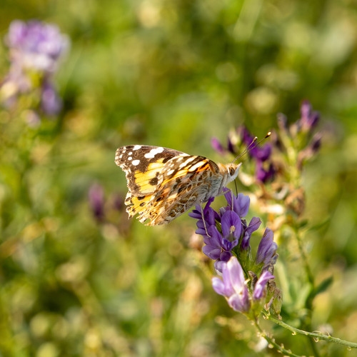 Painted Lady