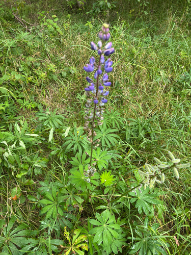 Large-leaved lupine