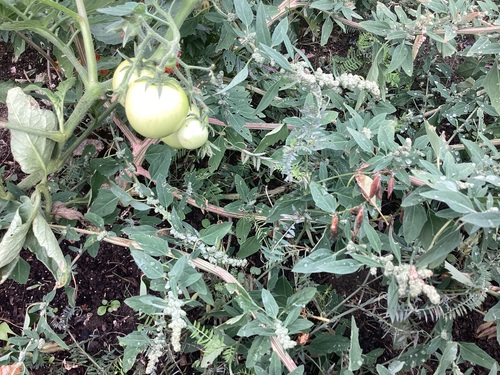 tomato