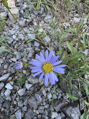 Italian Aster