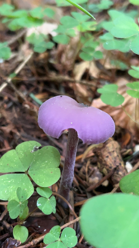Amethyst Deceiver