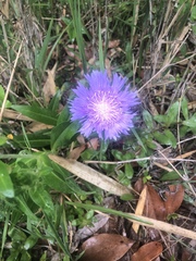 Stokesia laevis
