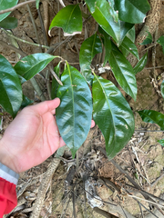 Lithocarpus glaber, photograph (c) 大澤風季 ohsawa_Fuki, some rights reserved (CC BY)