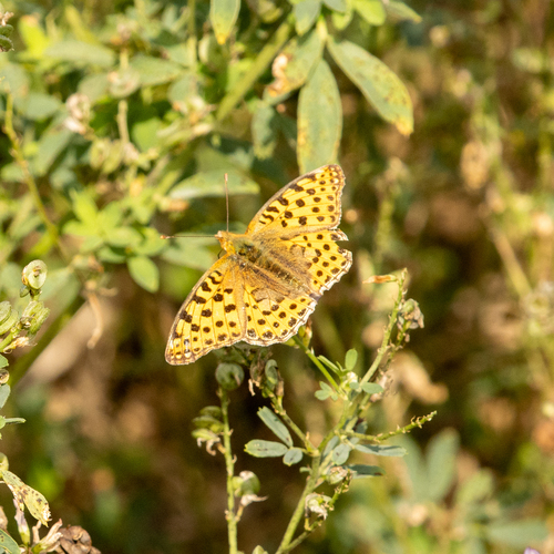 Queen of Spain Fritillary