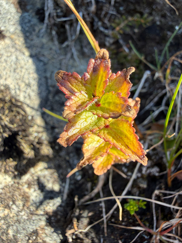 Bartsia alpina, photograph 5