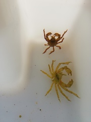 Acanthonyx lunulatus