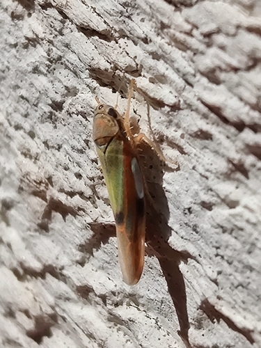 Vilbasteana oculata