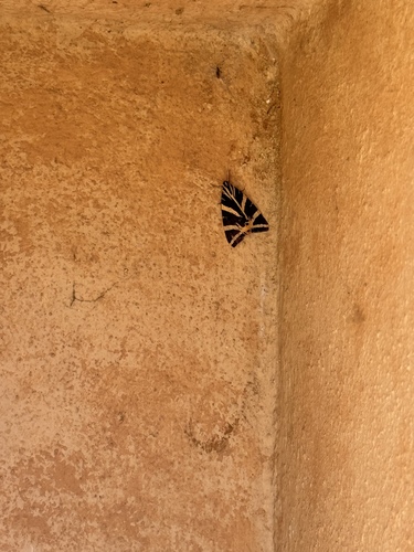 Jersey Tiger