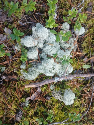 Star-tipped Reindeer Lichen