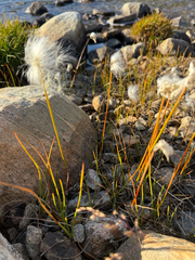 Eriophorum scheuchzeri, photograph (c) Ingvild Riska, some rights reserved (CC BY)