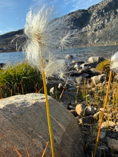 Eriophorum scheuchzeri, photograph 4