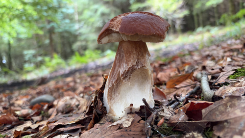 King Bolete