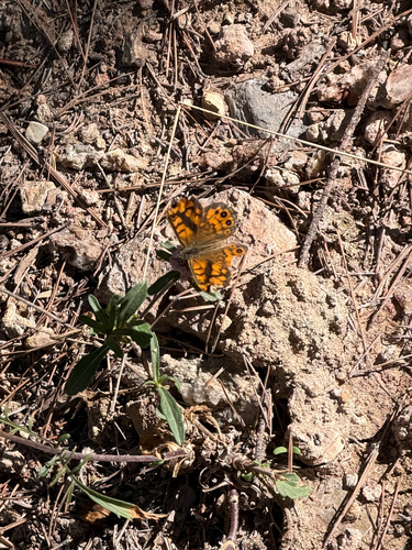 Wall Brown