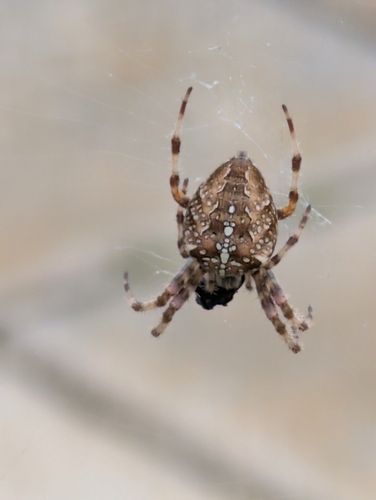 Cross Orbweaver