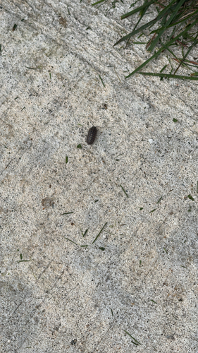 Common Pill Woodlouse