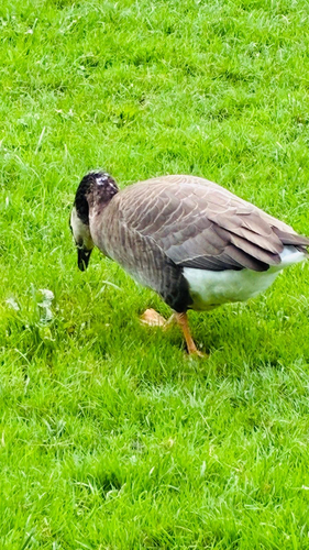 Greylag × Canada Goose