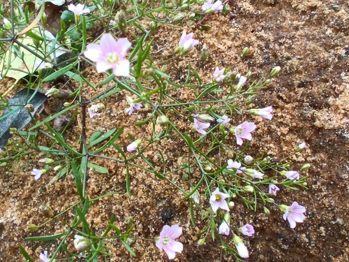 Psammophiliella muralis, photograph 6