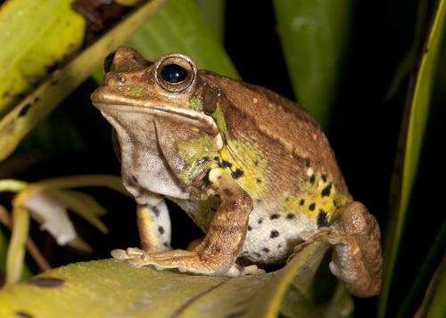 Mountain Marsupial Frog - Photo (c) Karl Kroeker, some rights reserved (CC BY-NC), uploaded by Karl Kroeker