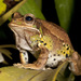 Mountain Marsupial Frog - Photo (c) Karl Kroeker, some rights reserved (CC BY-NC), uploaded by Karl Kroeker