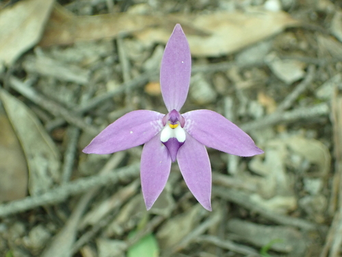 Waxlip Orchid