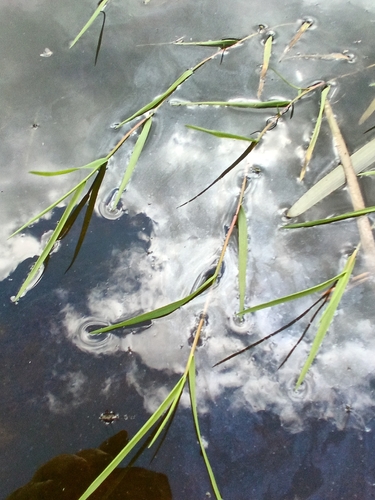 Glyceria fluitans, photograph 1