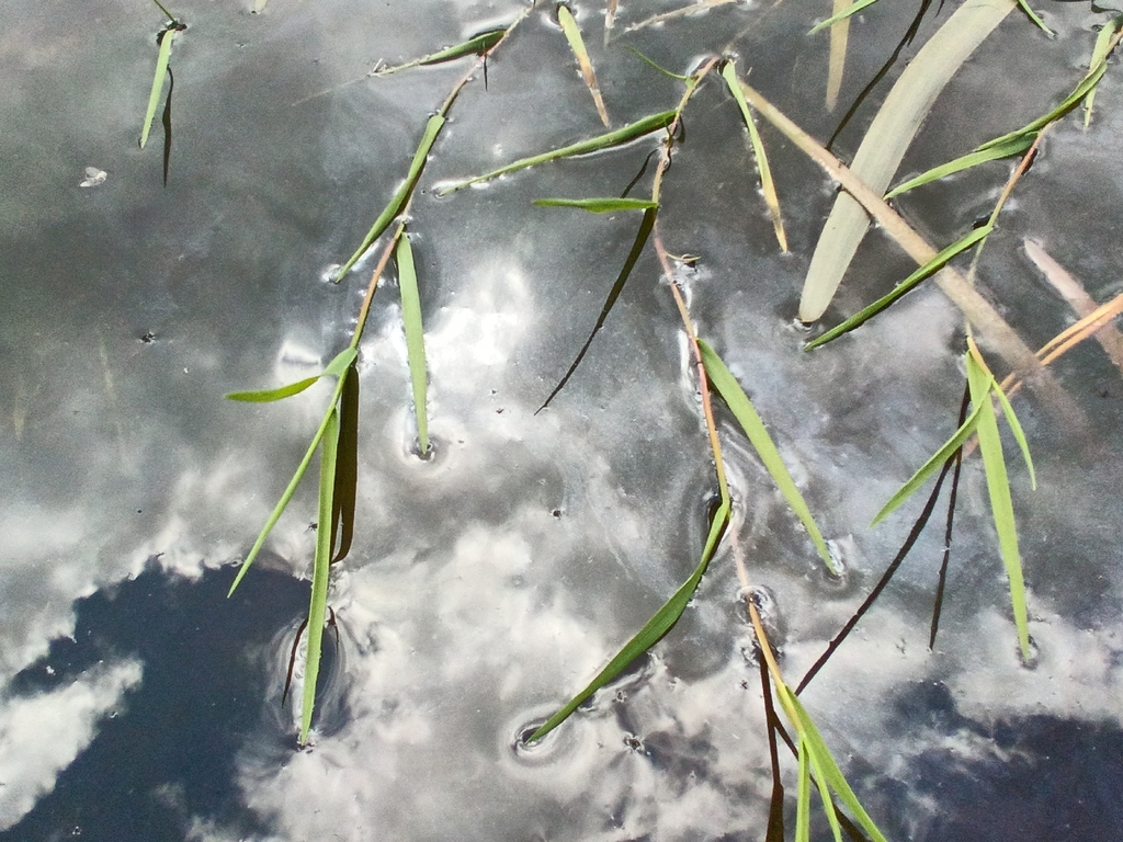 Glyceria fluitans; photograph (c) Михаил Языков, some rights reserved (CC BY)