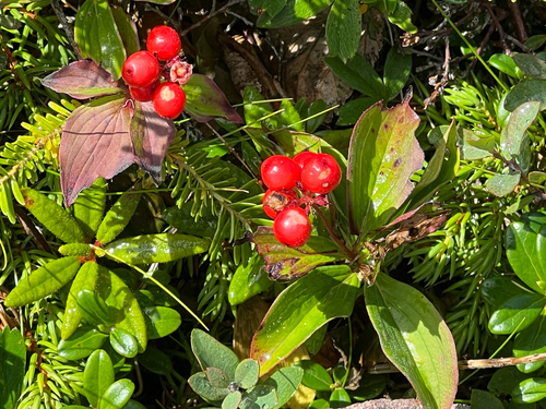 Canadian bunchberry
