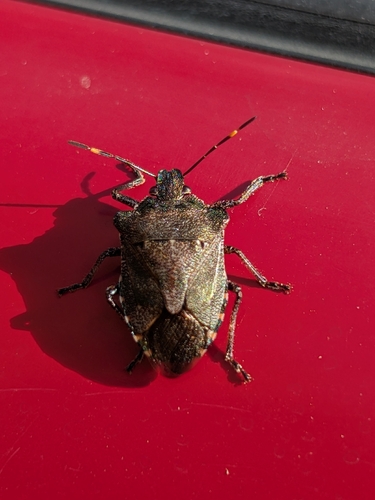 Bronze Shield Bug