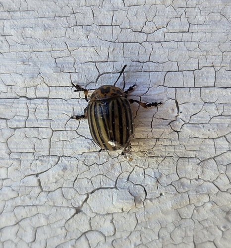 Colorado Potato Beetle