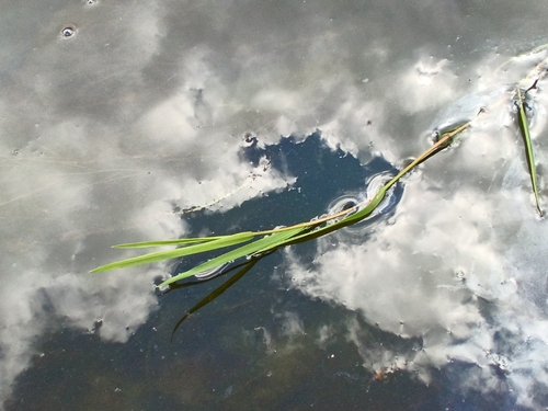 Glyceria fluitans, photograph 3