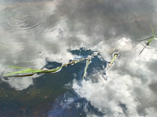 Glyceria fluitans, photograph 4