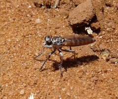 Stichopogon colei