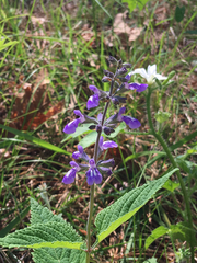 Salvia urticifolia