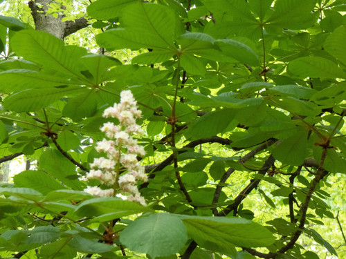 Aesculus hippocastanum