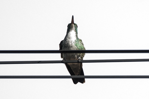 Plain-bellied Emerald