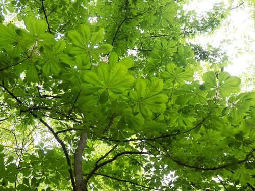 Aesculus hippocastanum