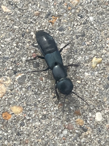 Ocypus ophthalmicus