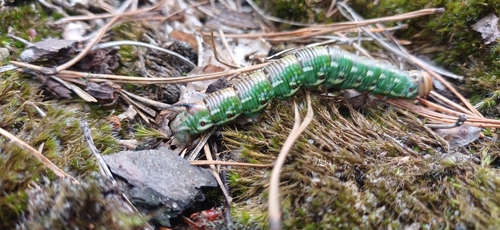 Pine Hawkmoth