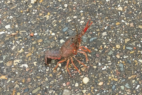 Red Swamp Crayfish