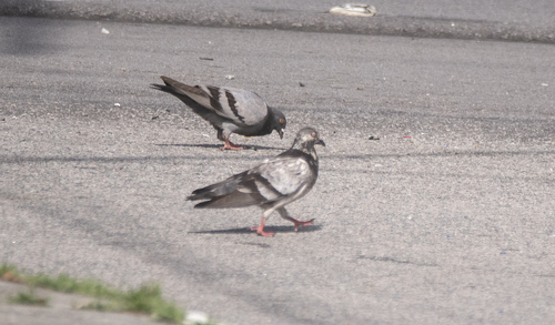 Feral Pigeon